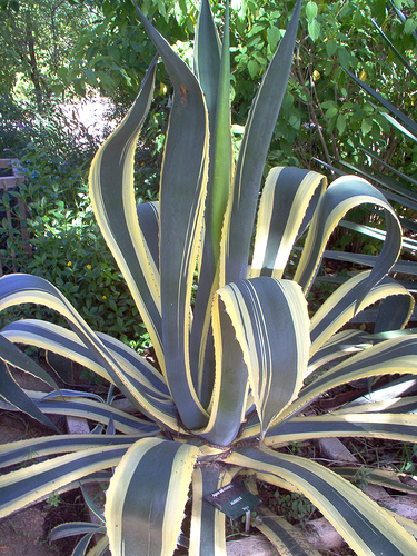 Agave americana Marginata